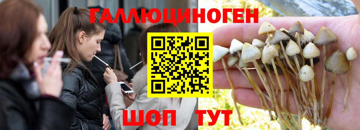 Галлюциногенные грибы прущие грибы  как найти   Вход с VPN  Татарск  Псилоцибиновые грибы Psilocybine cubensis 